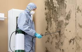 Best Basement Mold Removal in USA